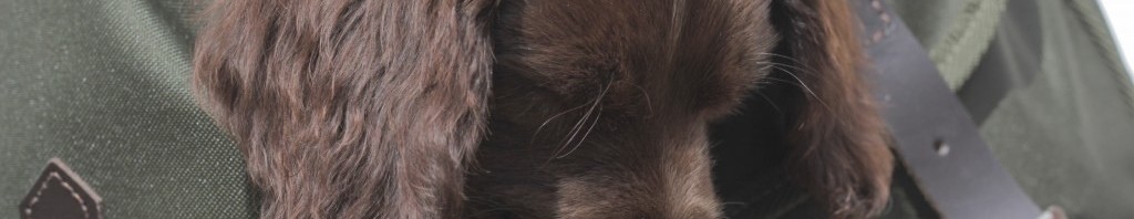 puppy, sleeping puppy, puppies, cute animals