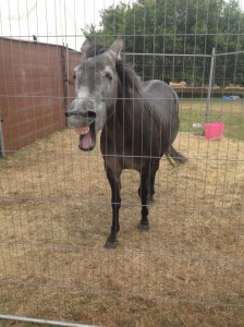 quotes on happiness, happiness, quote, quotes, what is happiness