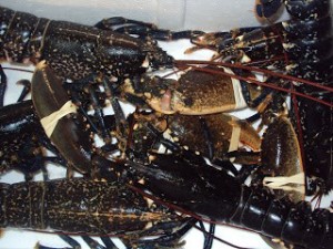 Lobsters