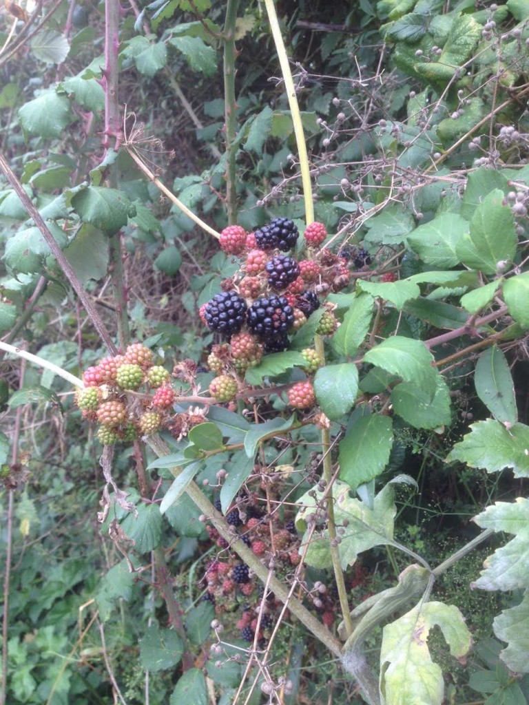 publishing, what happens when you get a publishing deal