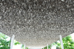 pic-a-chai-silver-leaves