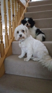 dogs on stairs