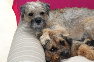 pic 1. harri cuddles